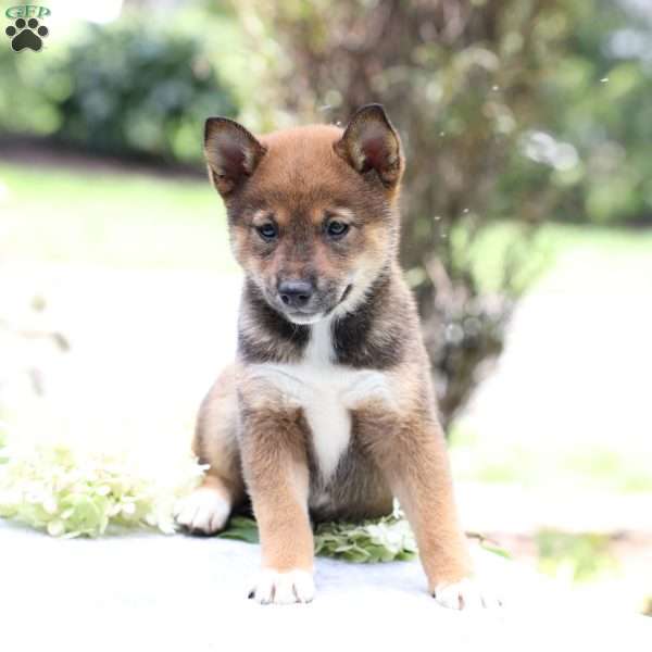 Brynn, Shiba Inu Puppy